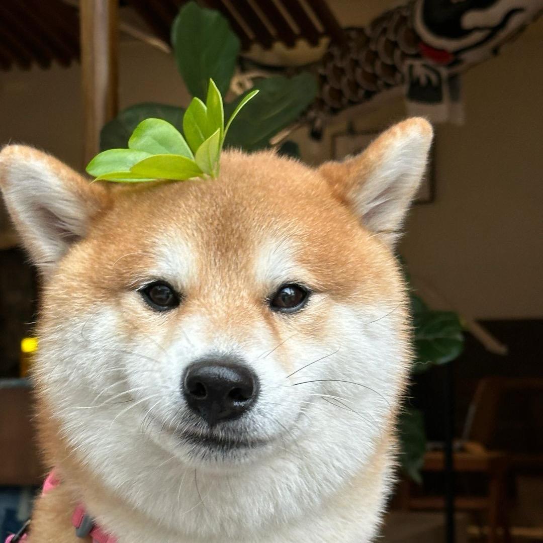 朋朋爱养宠