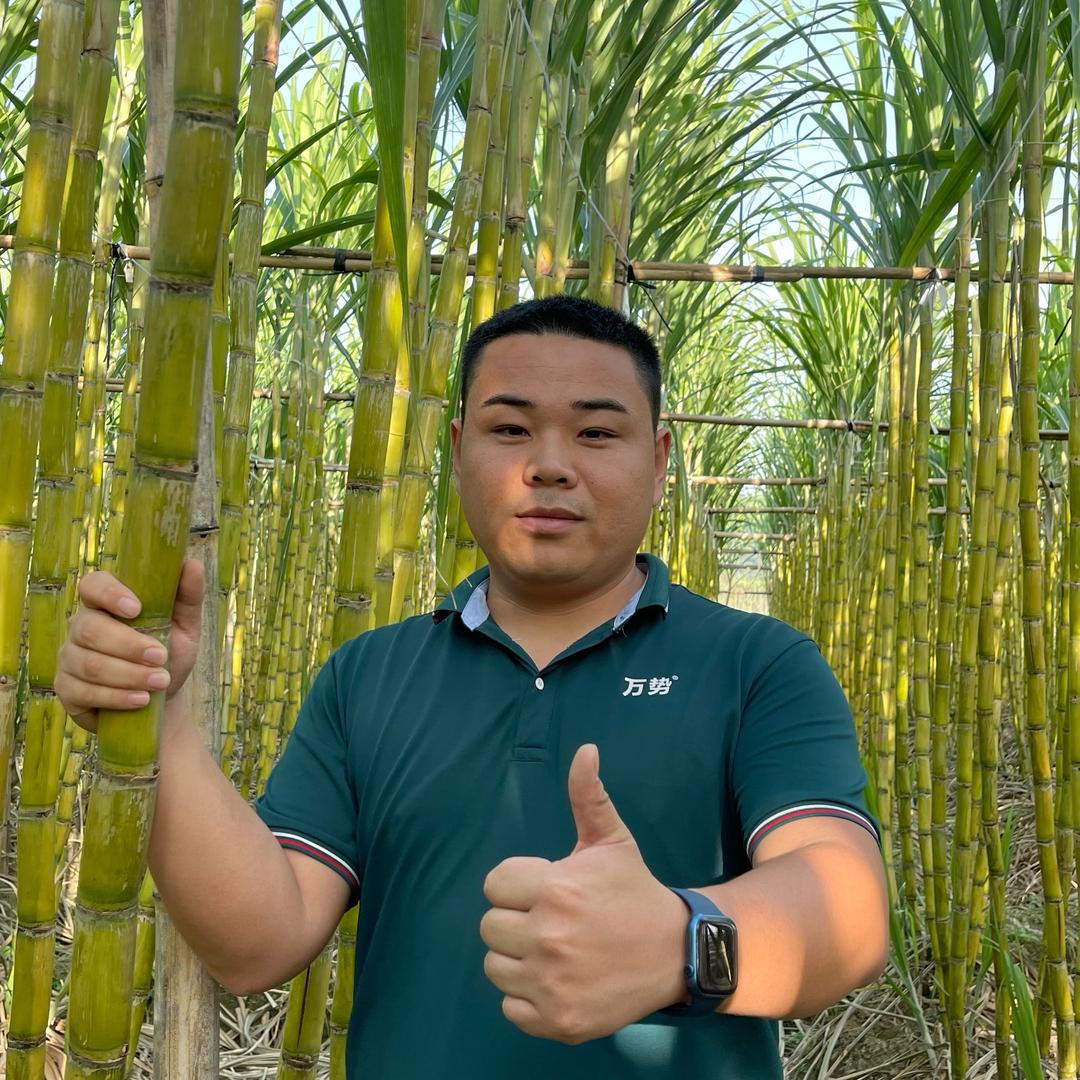 甘蔗探险