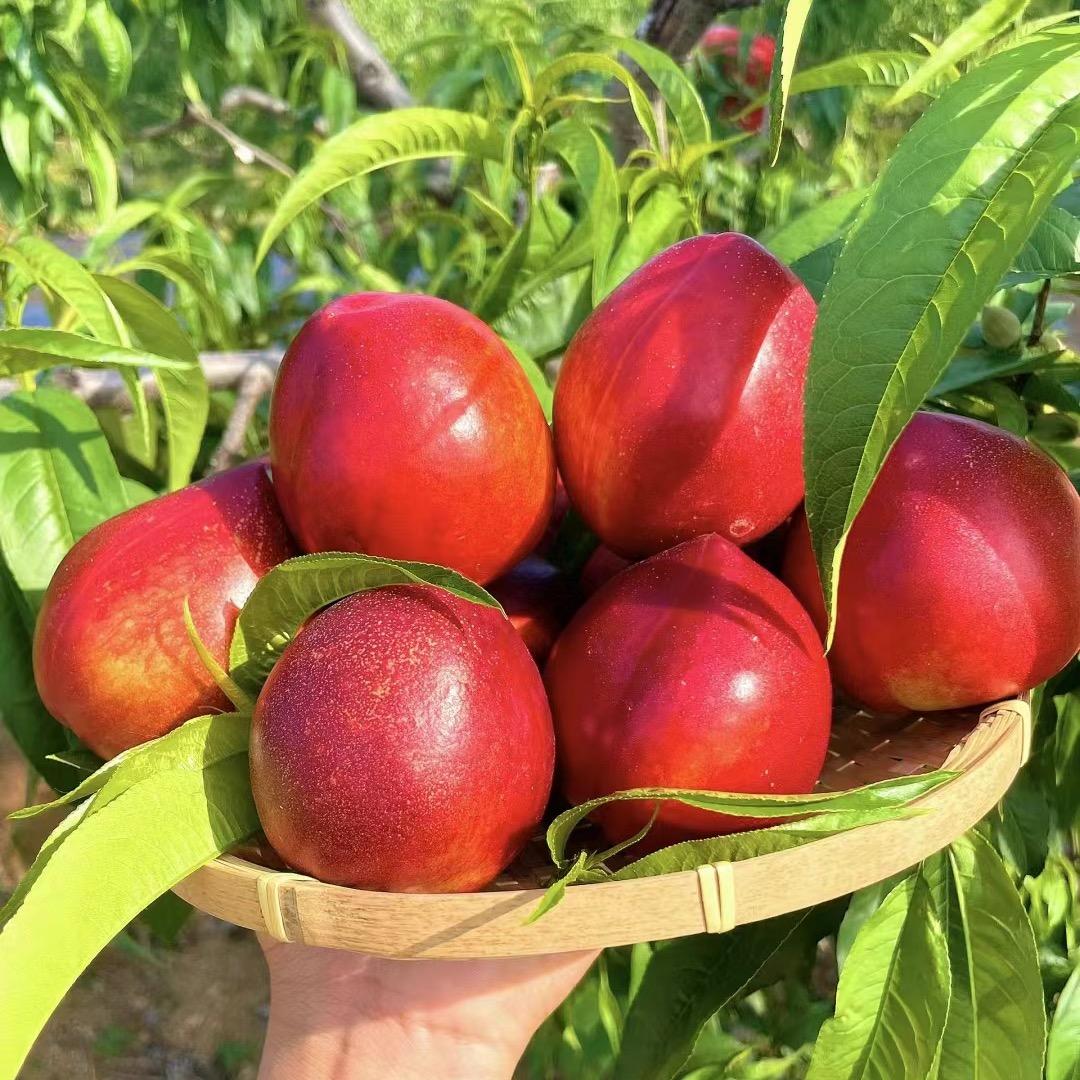 优鲜莱生鲜严选
