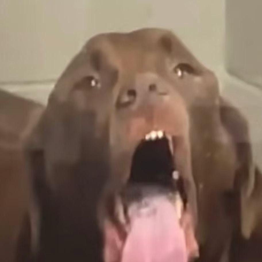 呆呆