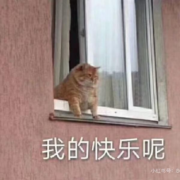 草莓波波