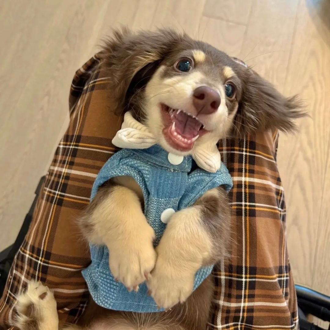 维尼维宁