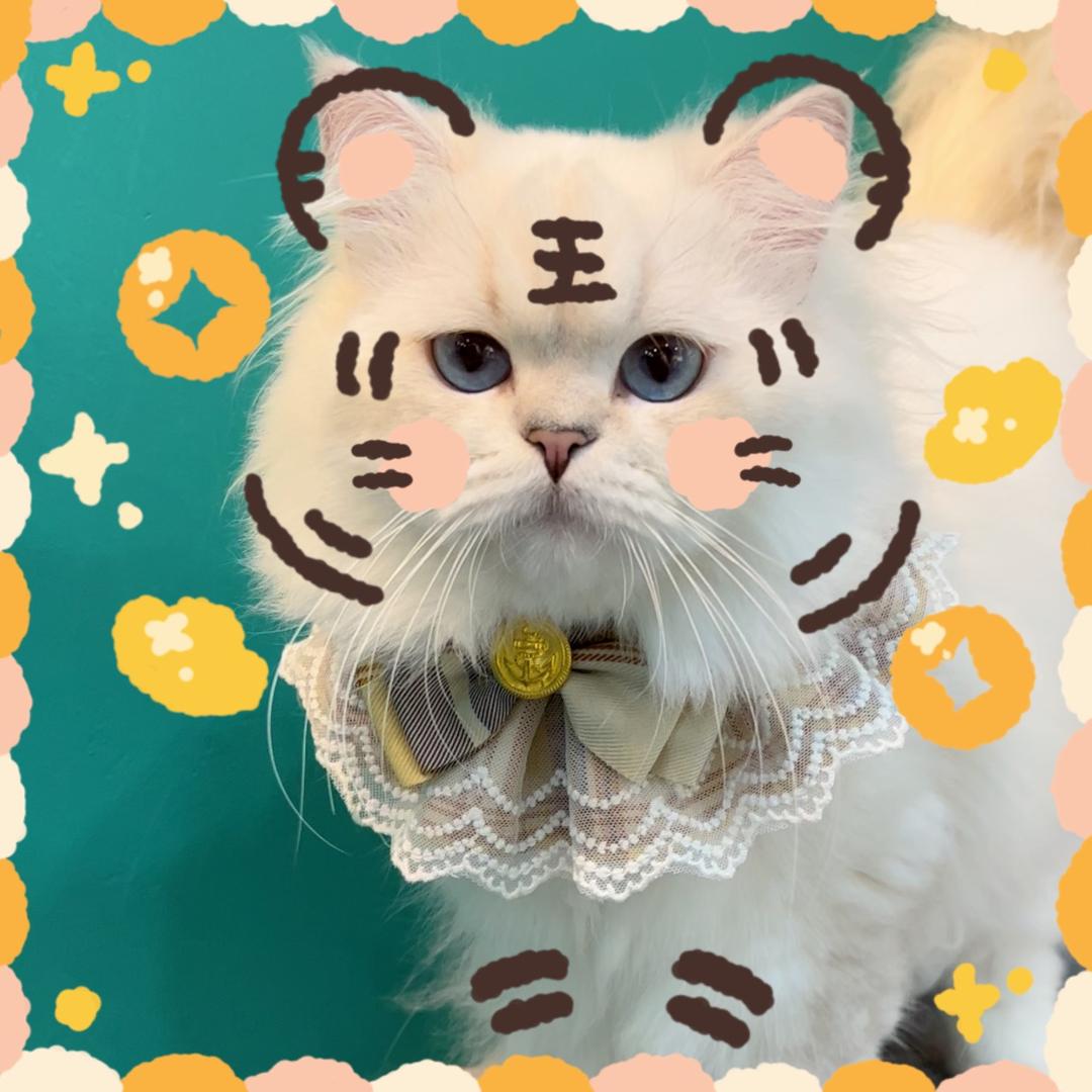 猫小喵MxM