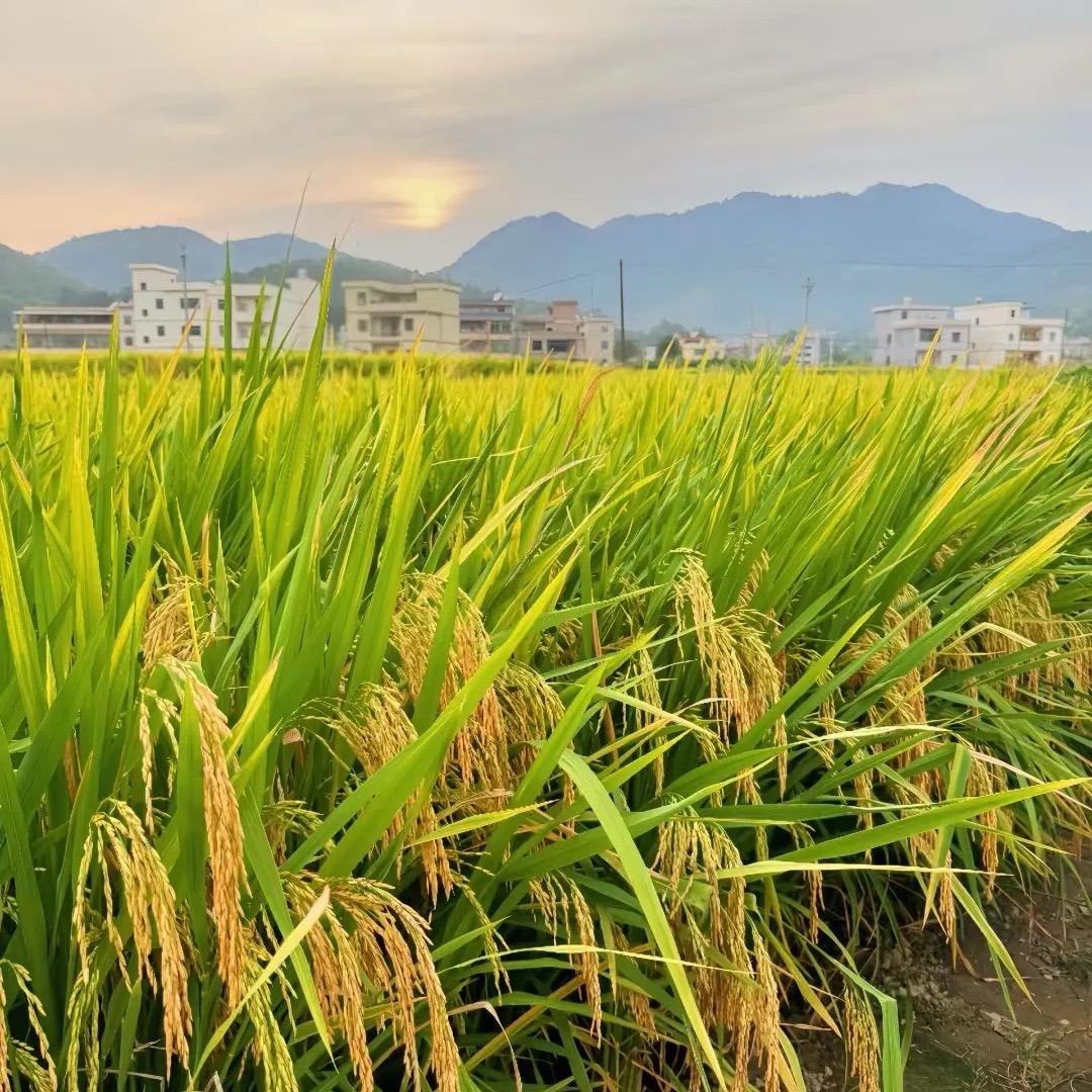 江南稻田兄弟铺