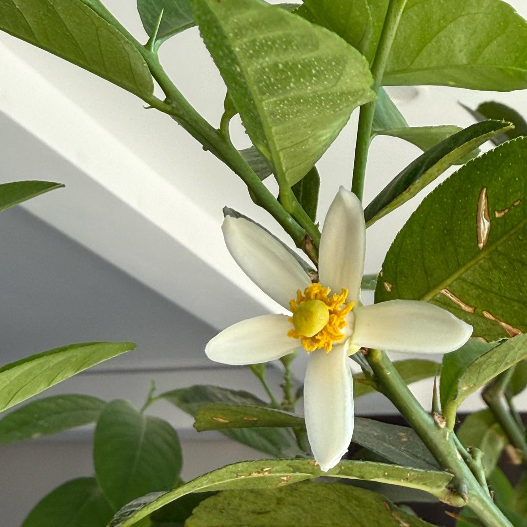 旺旺小仙女🧚‍♀️