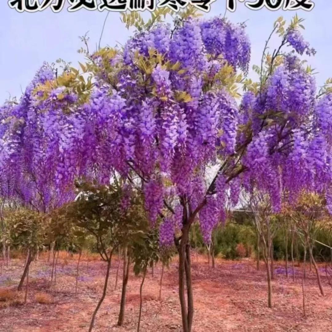 正为紫藤园林绿化