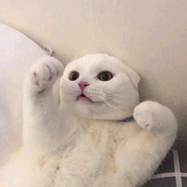 破碎的小猫