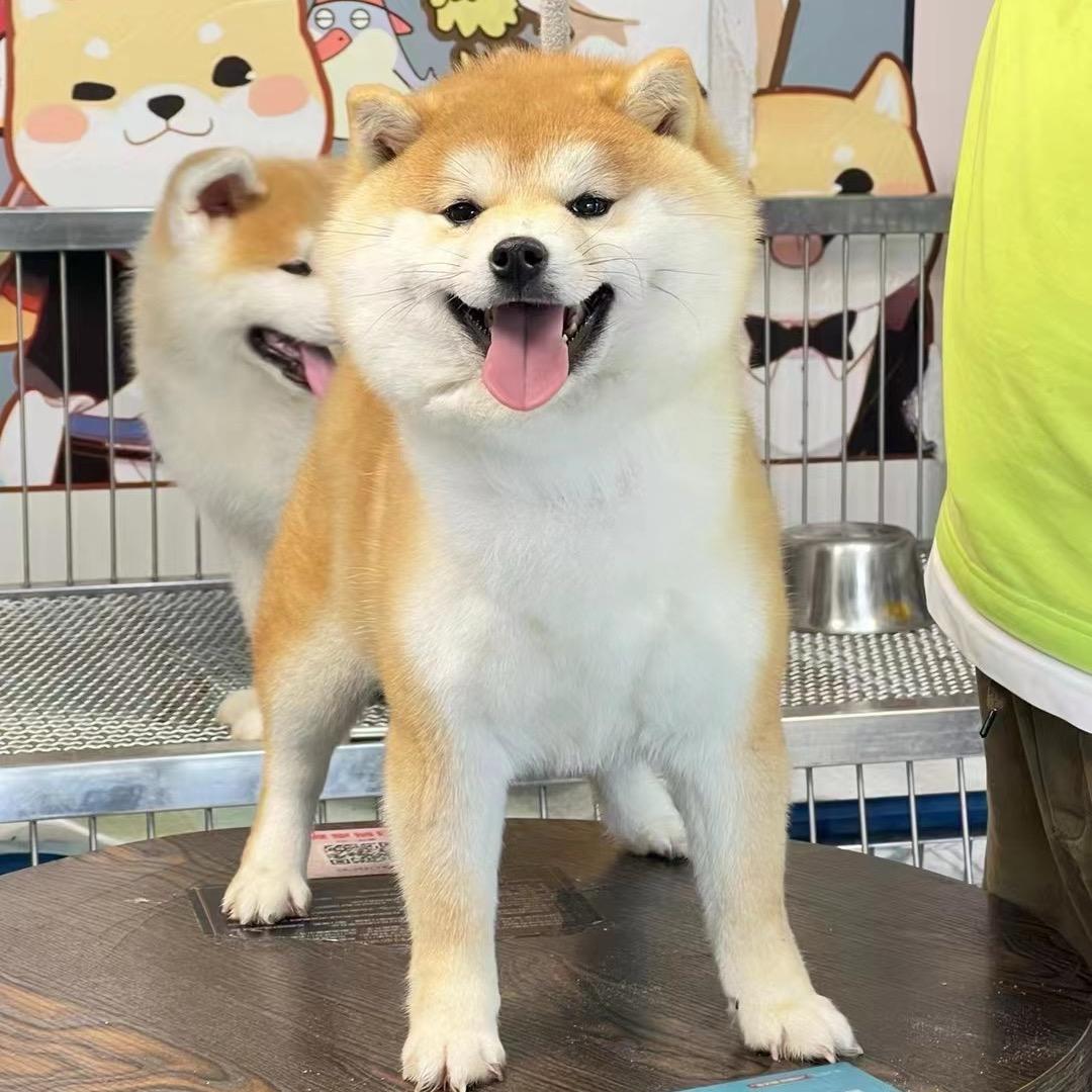 凌风莊犬舍