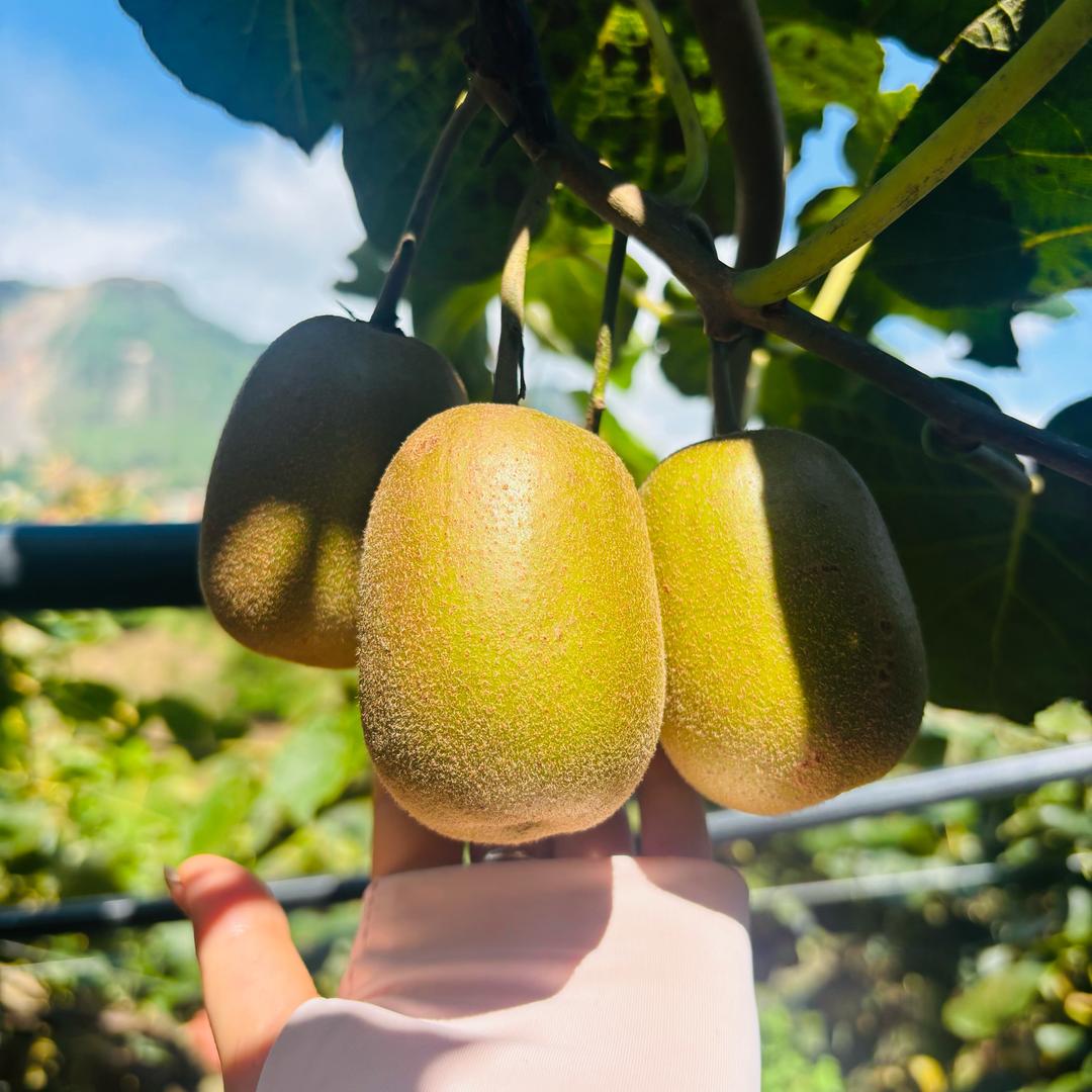 小李爱吃猕猴桃🥝