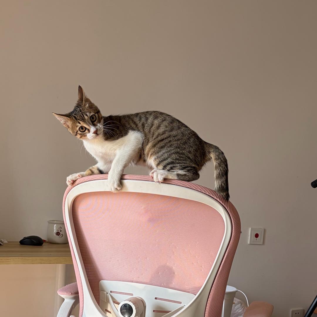 鲤鱼的猫^_^头像