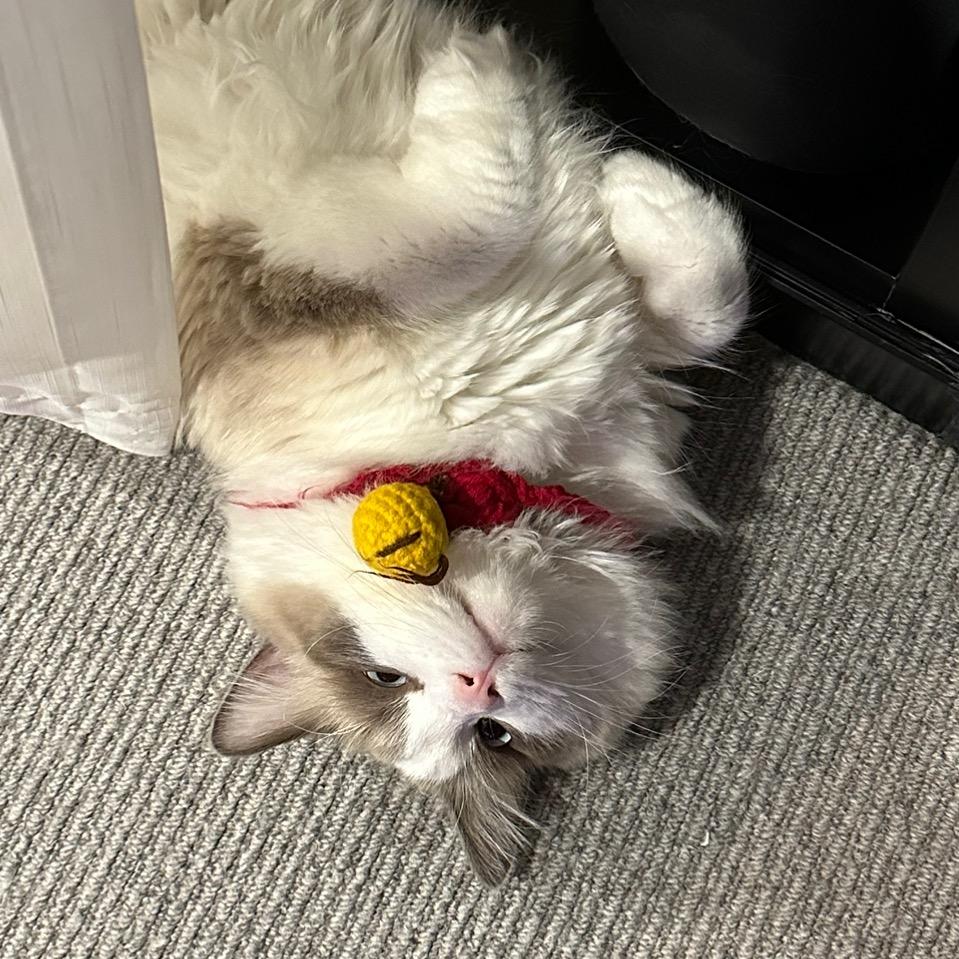 猪仔包
