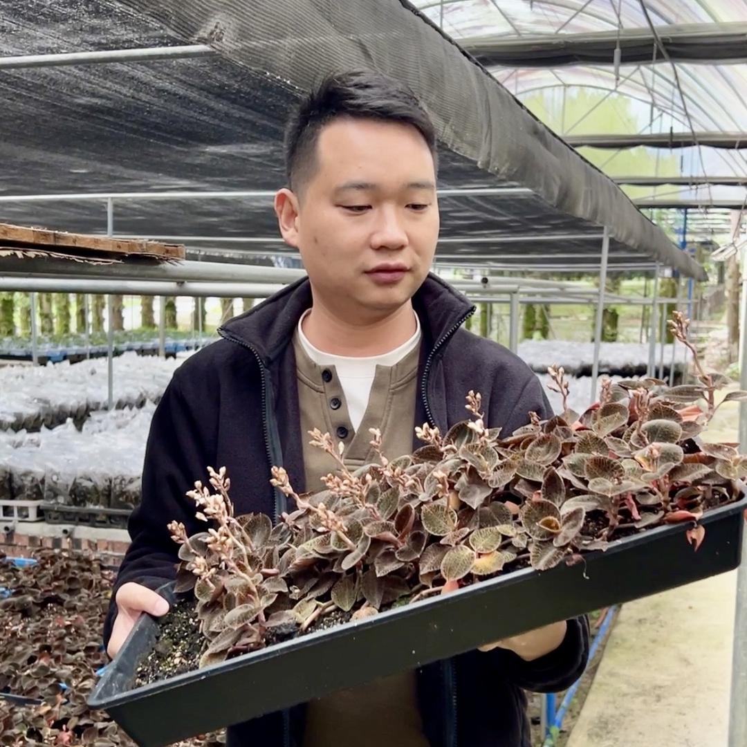 客家特产美食（雷Lin）