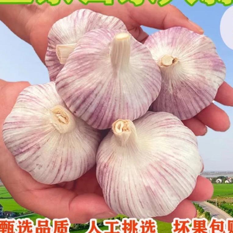 杞县大蒜产地直发