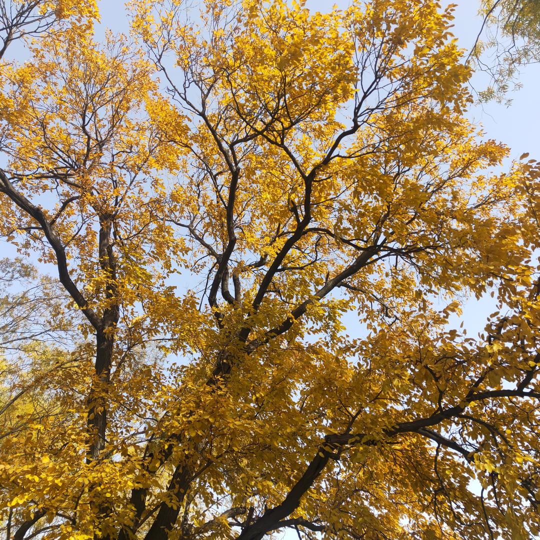 且将新火试新茶