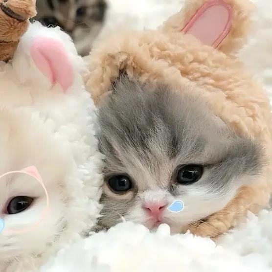 吃香蕉被噎死的大嘴猴