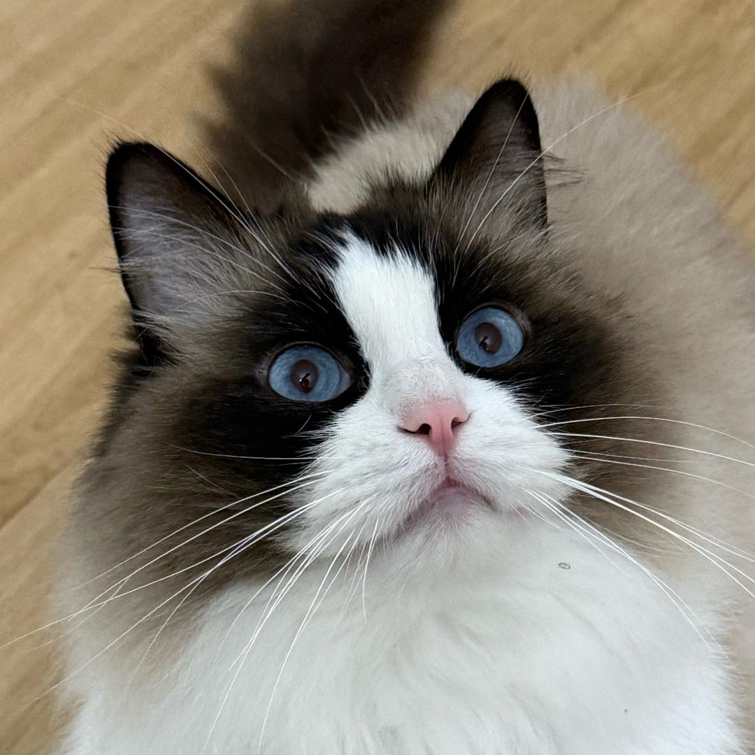 球球是只布偶🐱