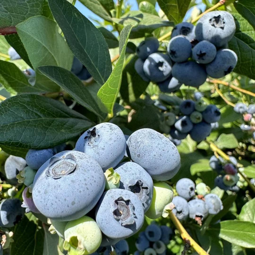 莎甜果树苗木专营店