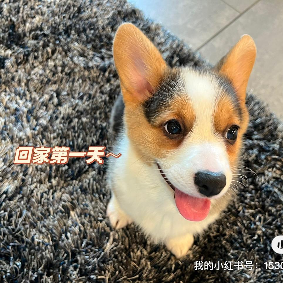 糖宝强和pocky妞