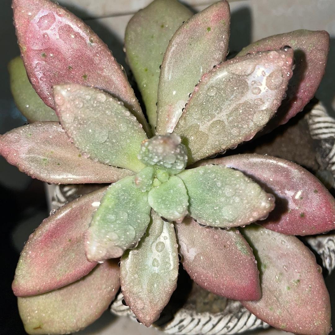 芭比Q 101