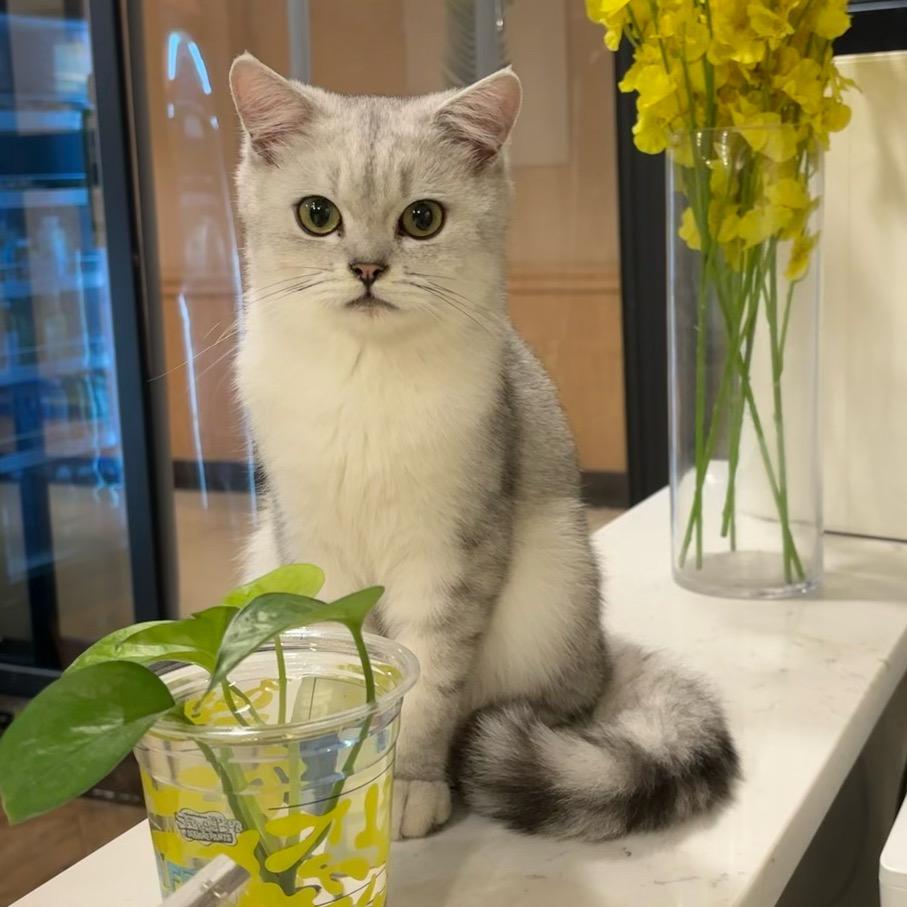 小雅吖