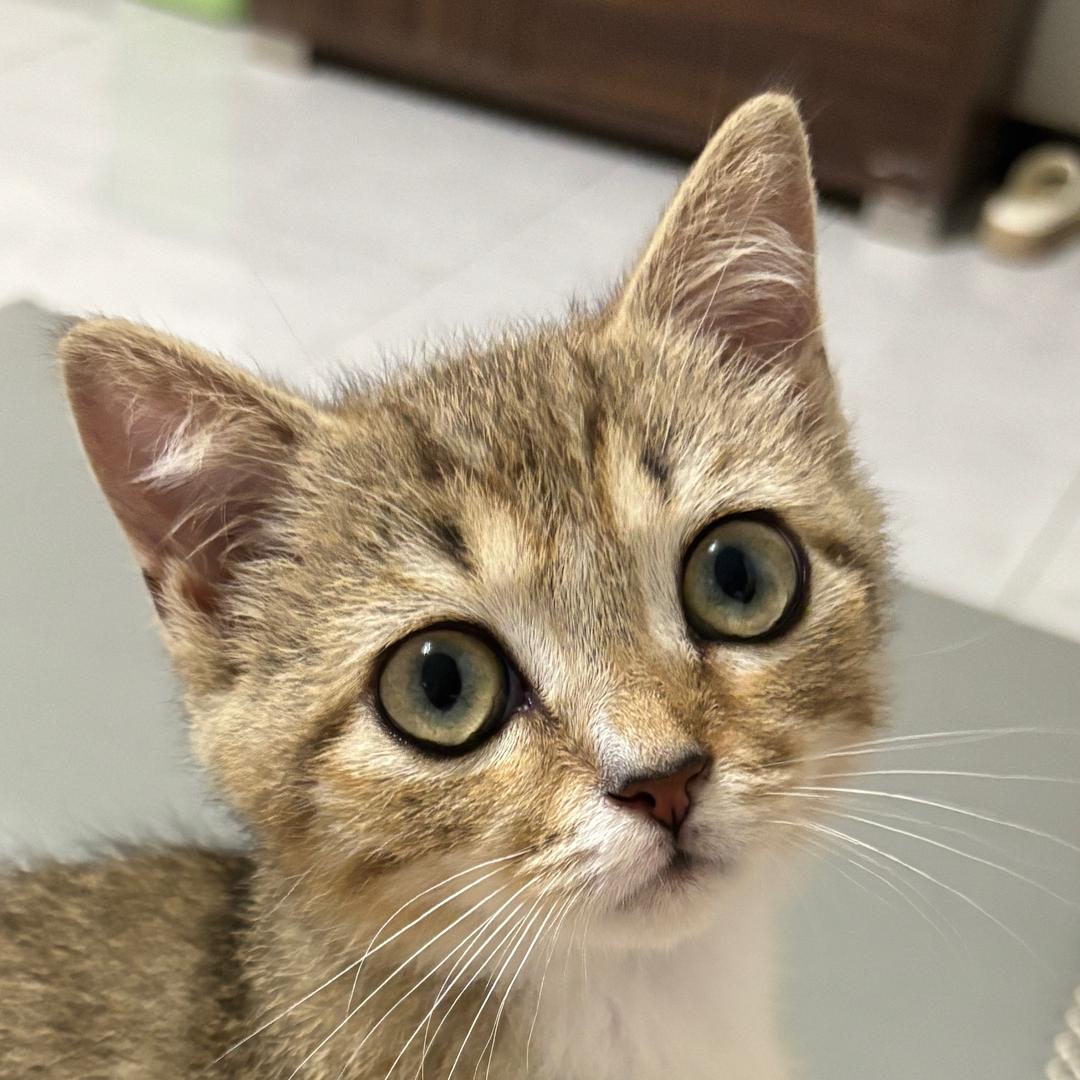 汉堡🍔（成长记）