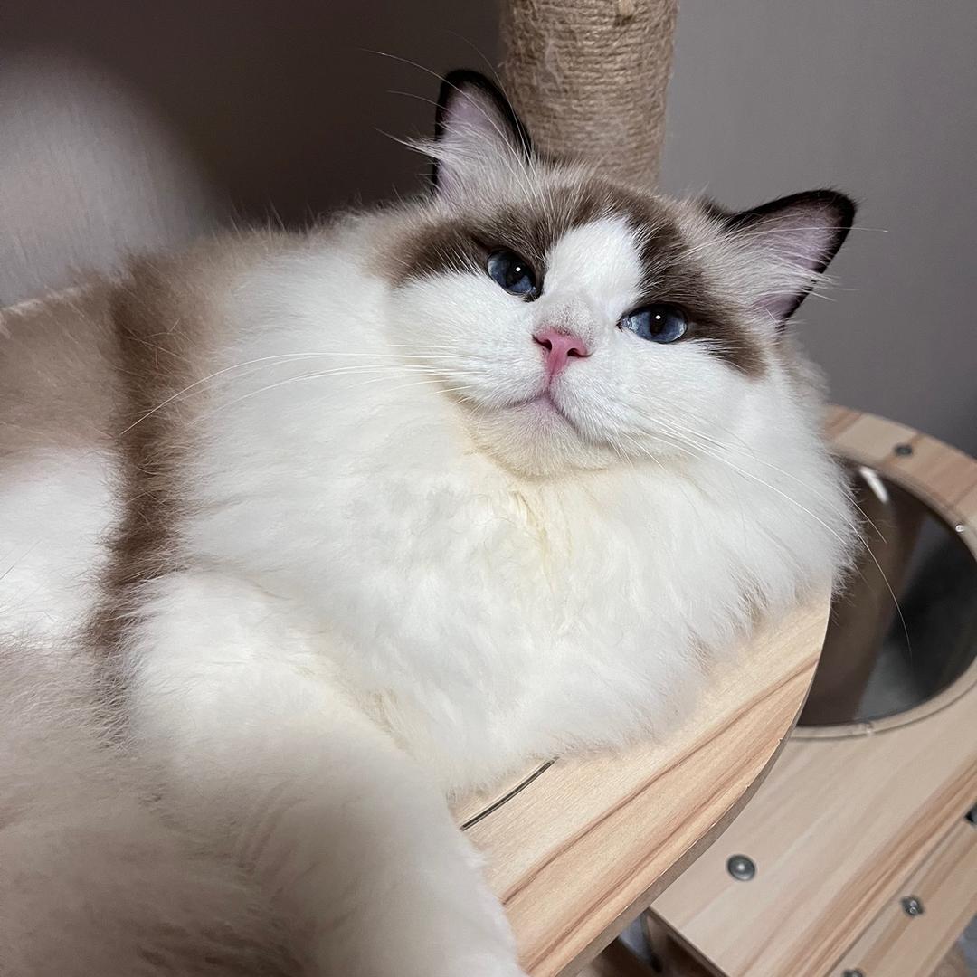 端午粉粉脸很臭