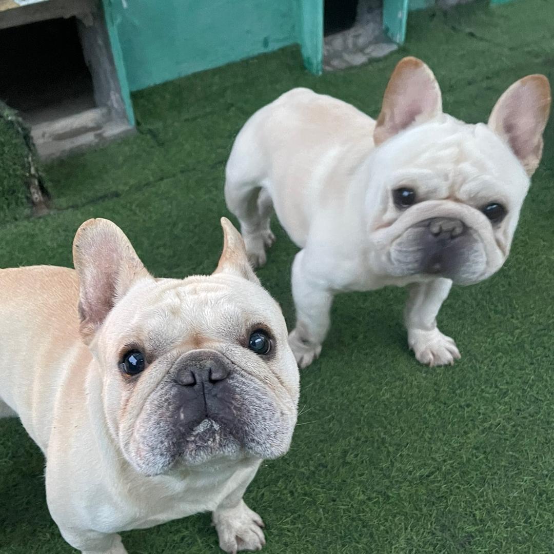不务正业的养狗人🐶