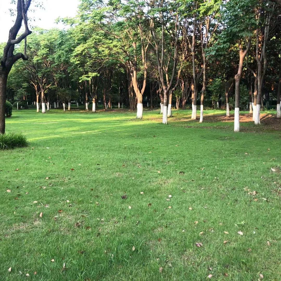 素若花卉基地