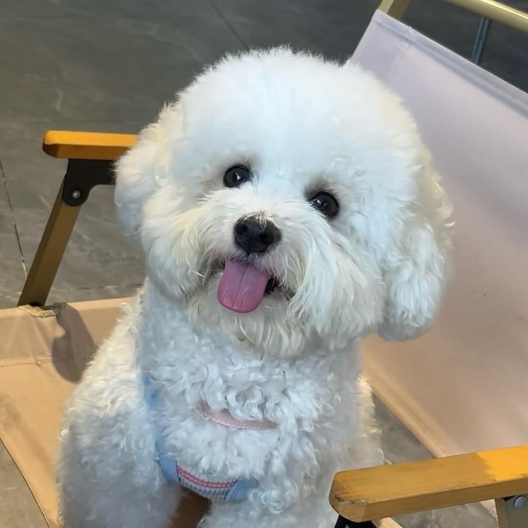 比熊壮小七