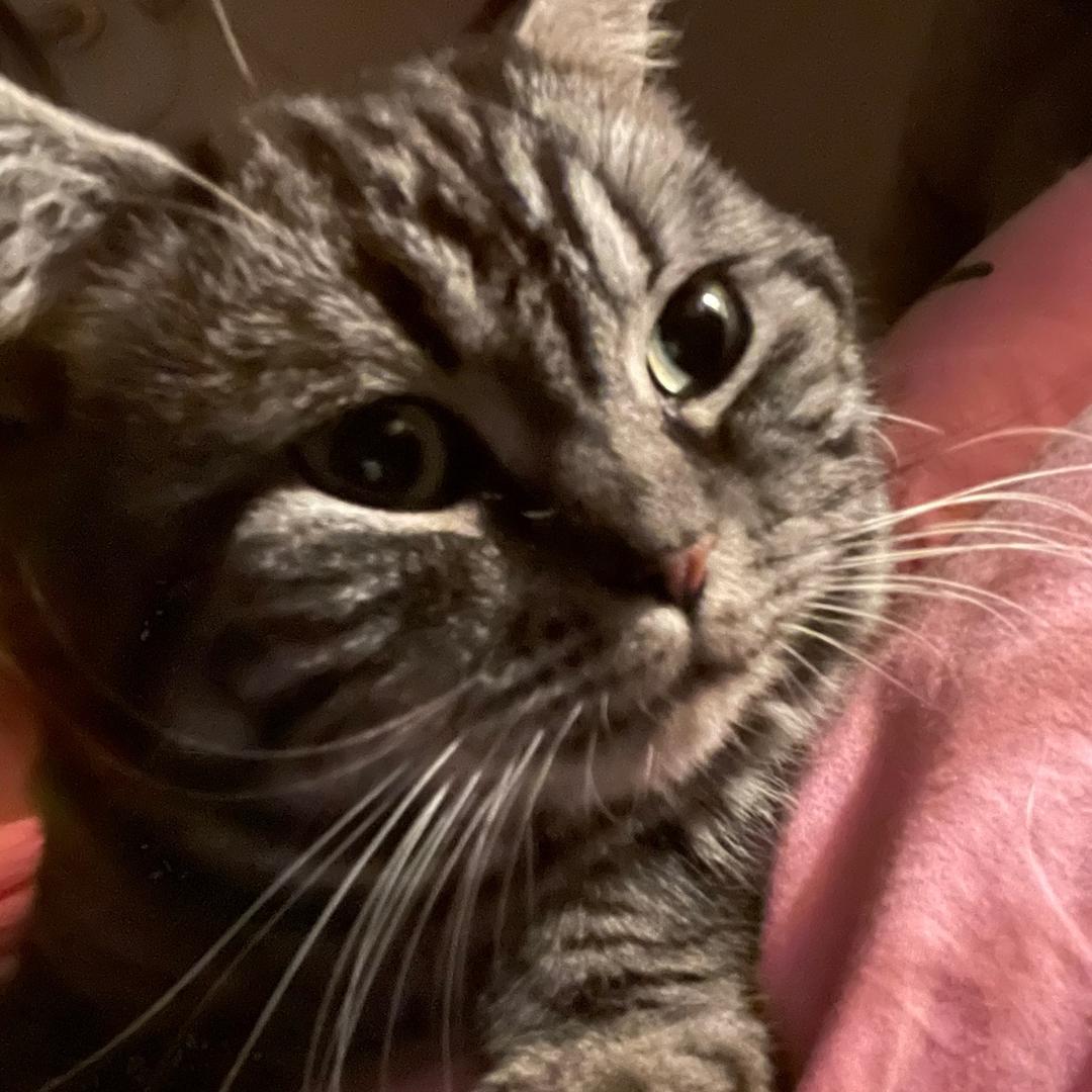 懒猫🐱
