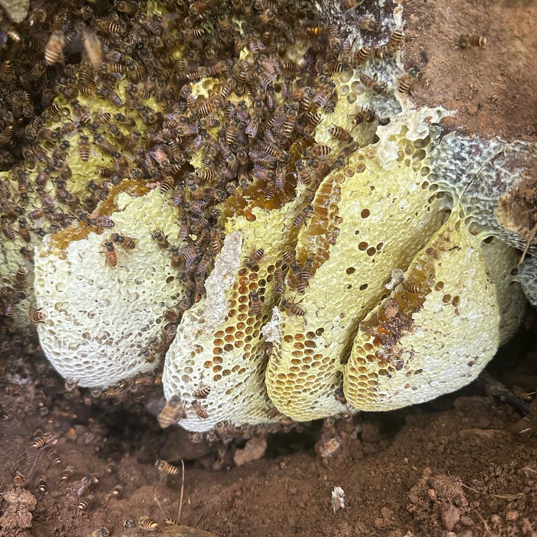 平 🐝
