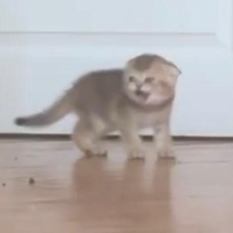 头蚊子D