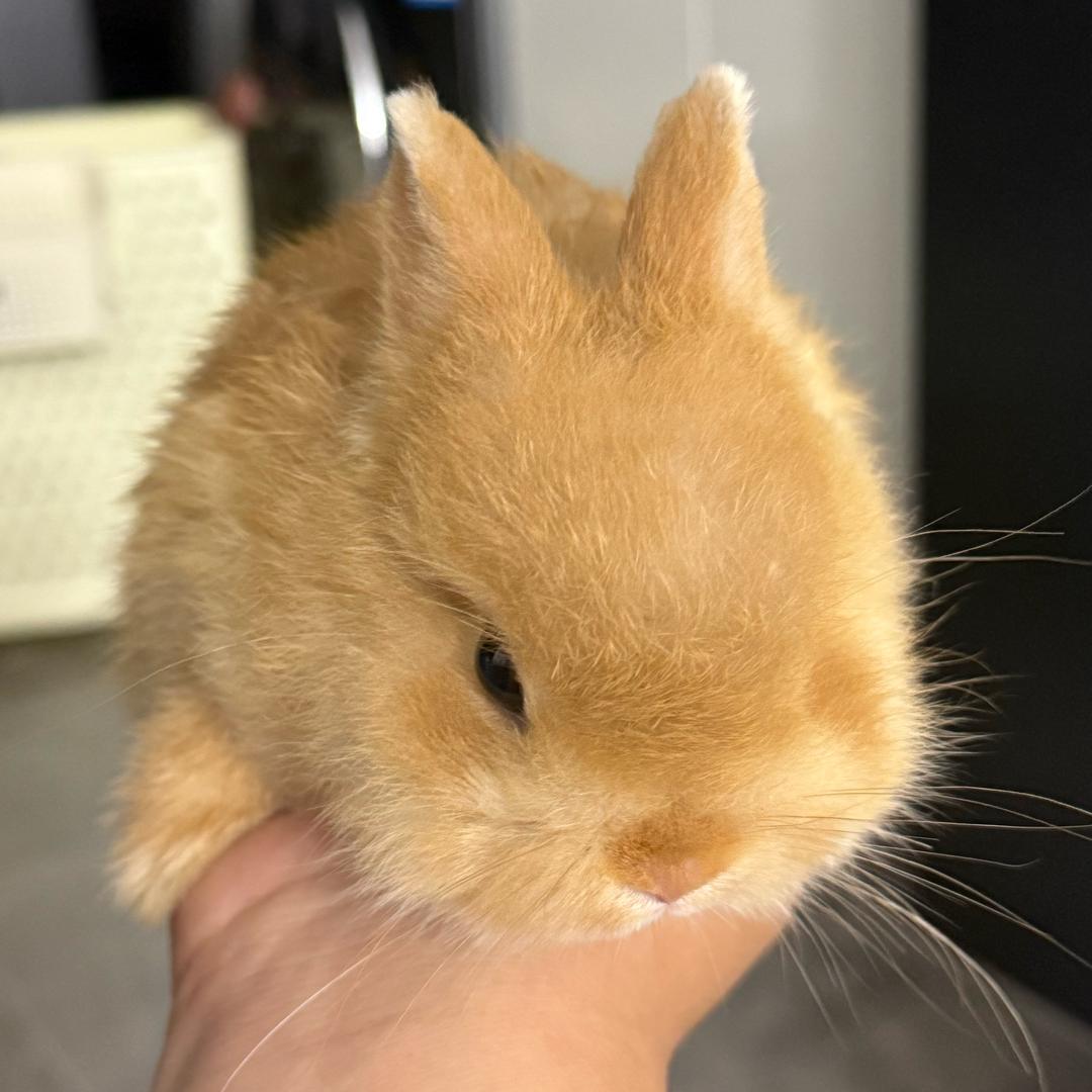 多乐是只🐰