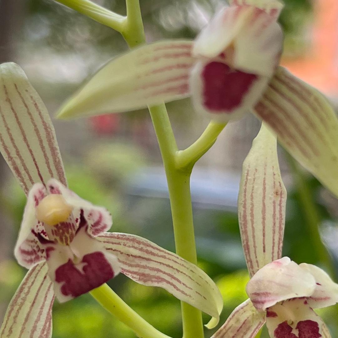 羅婺庭蘭（寒冰