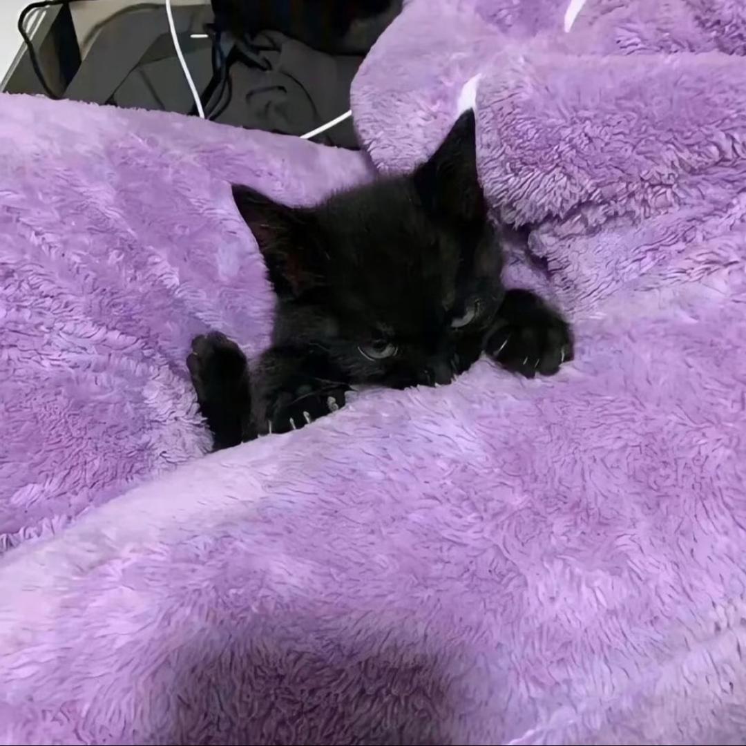 一起吃猪脚饭帮你代付21块