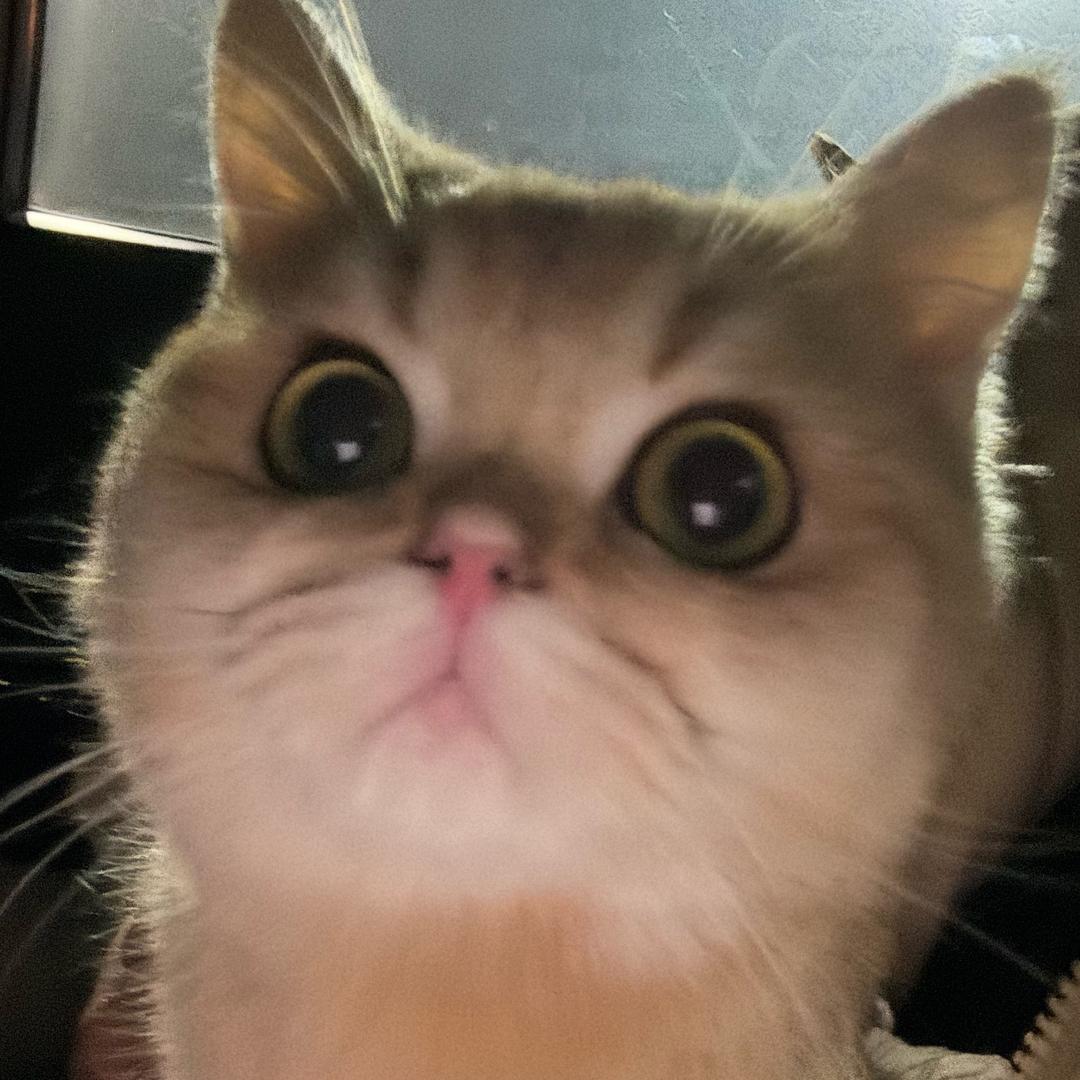 闹闹