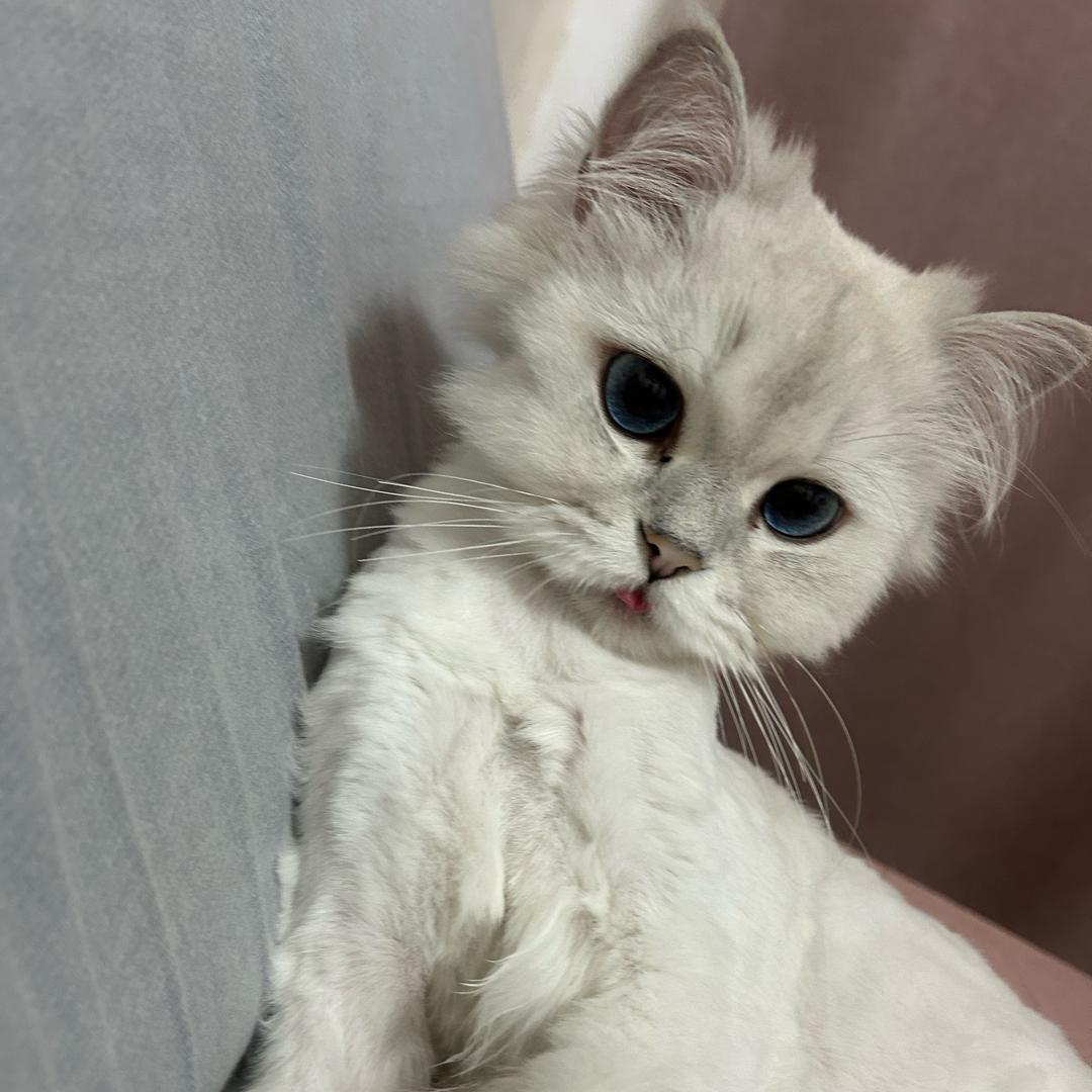 🌈两只猫