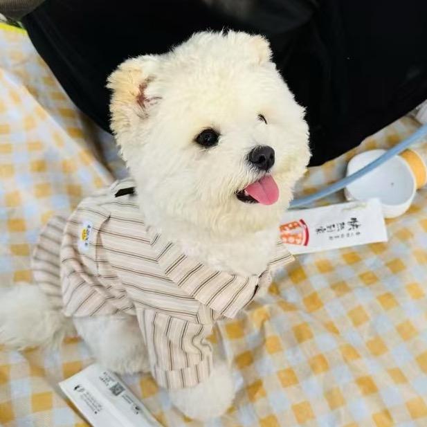 不开心与没头脑🐶