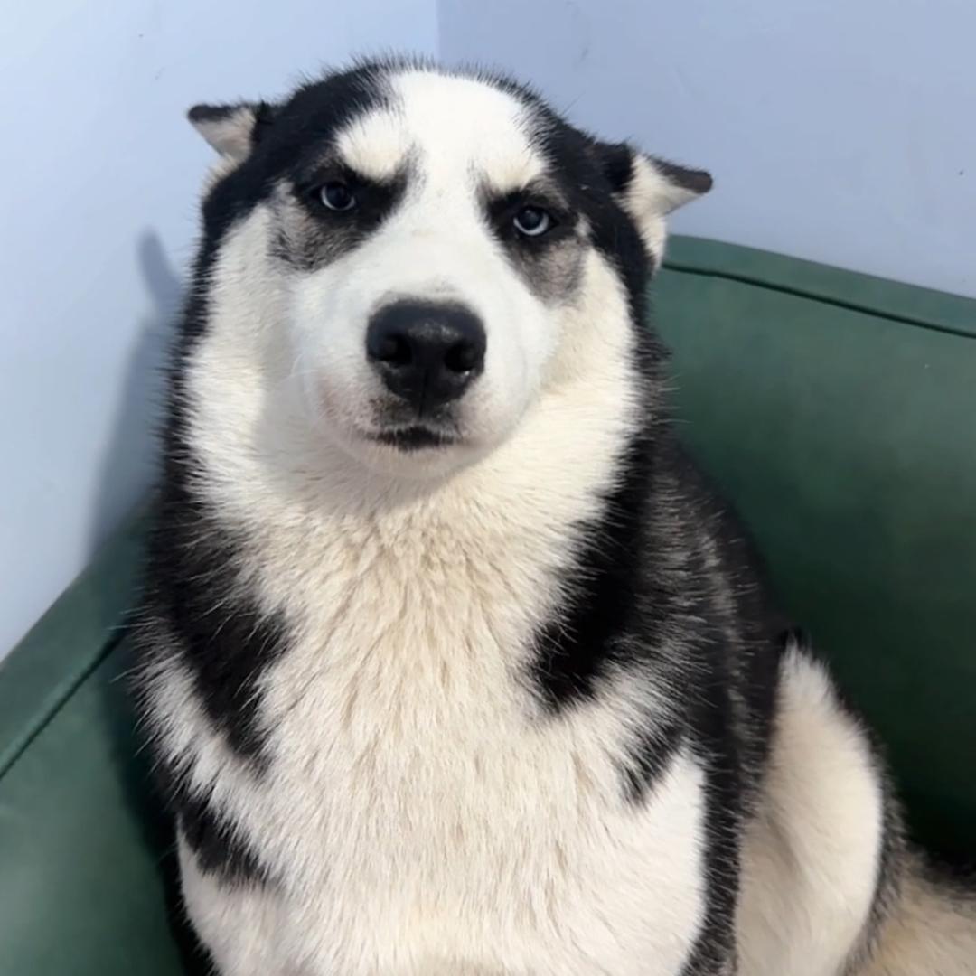 珈迪宠物犬舍