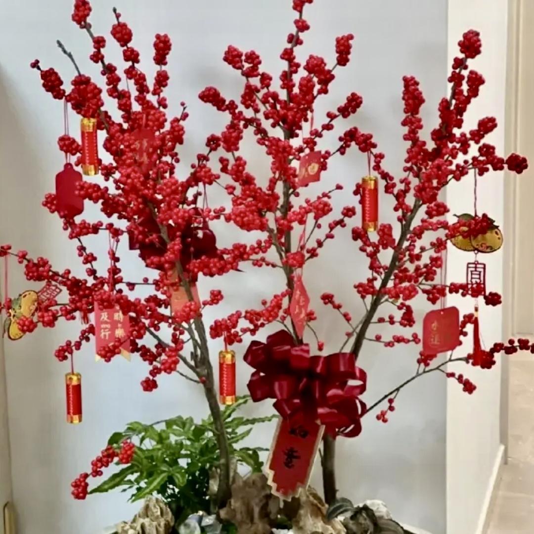 彩与燕北美冬青花卉苗木