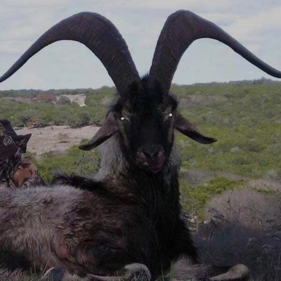 多莉在摩西山上