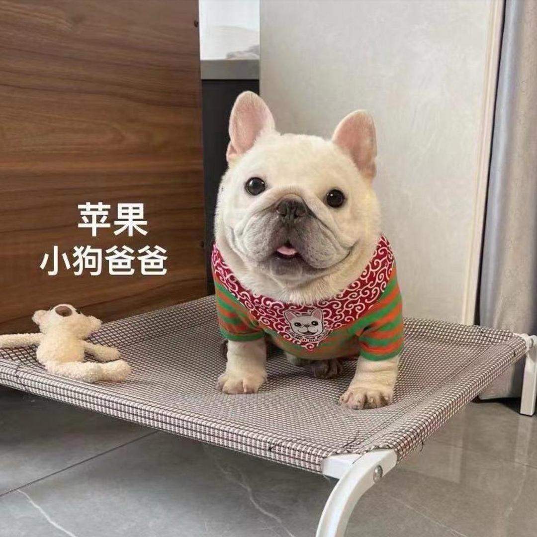 大凯家的法斗（直播3号）