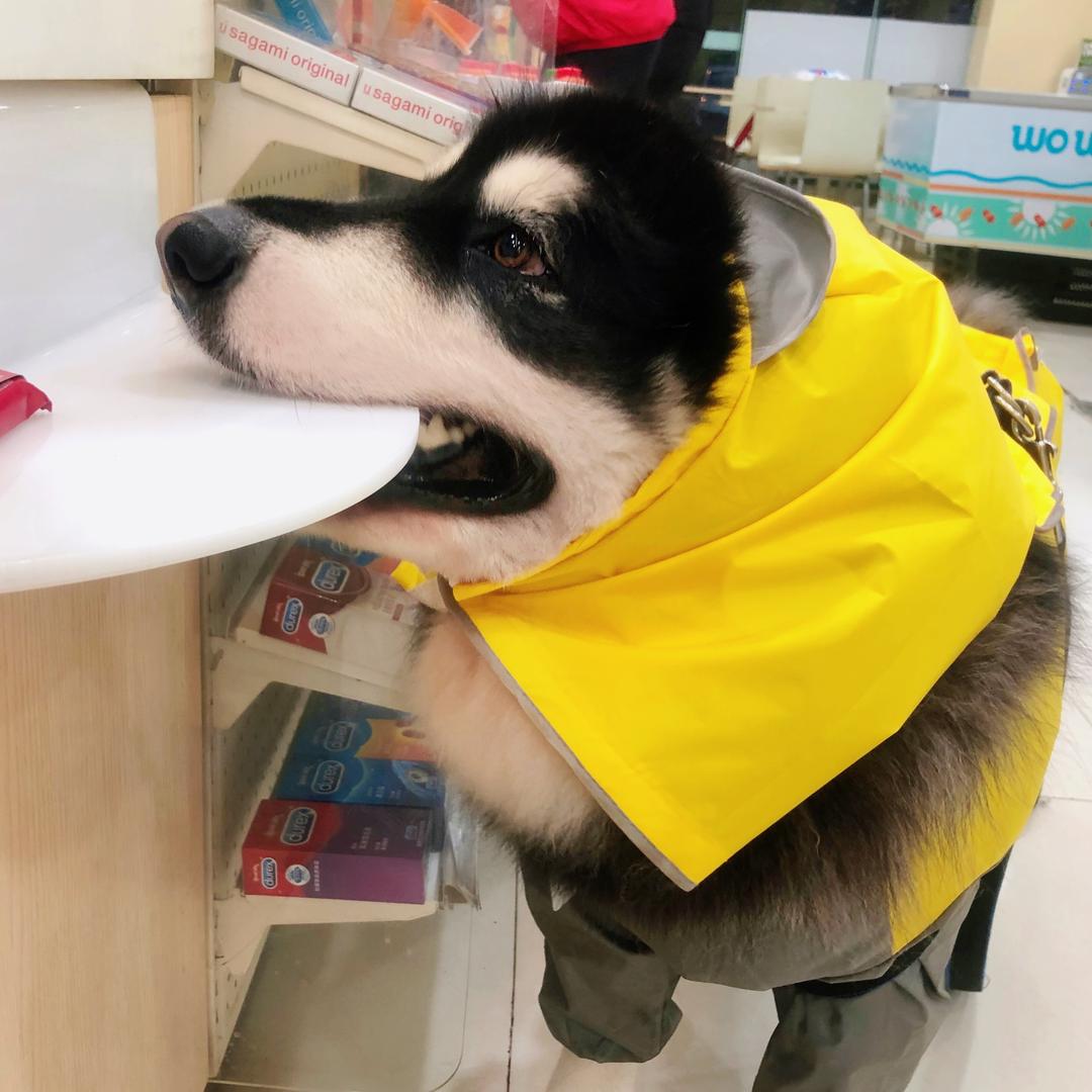 我养了一只狗