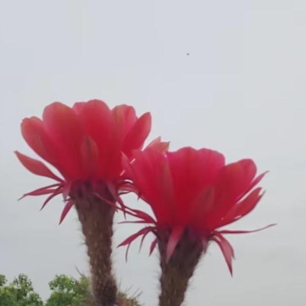 立秋