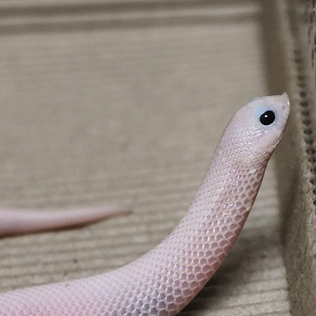 大大大大太阳☀