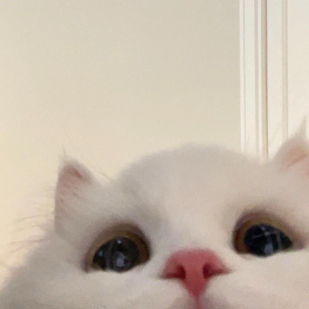 琪亚猪-