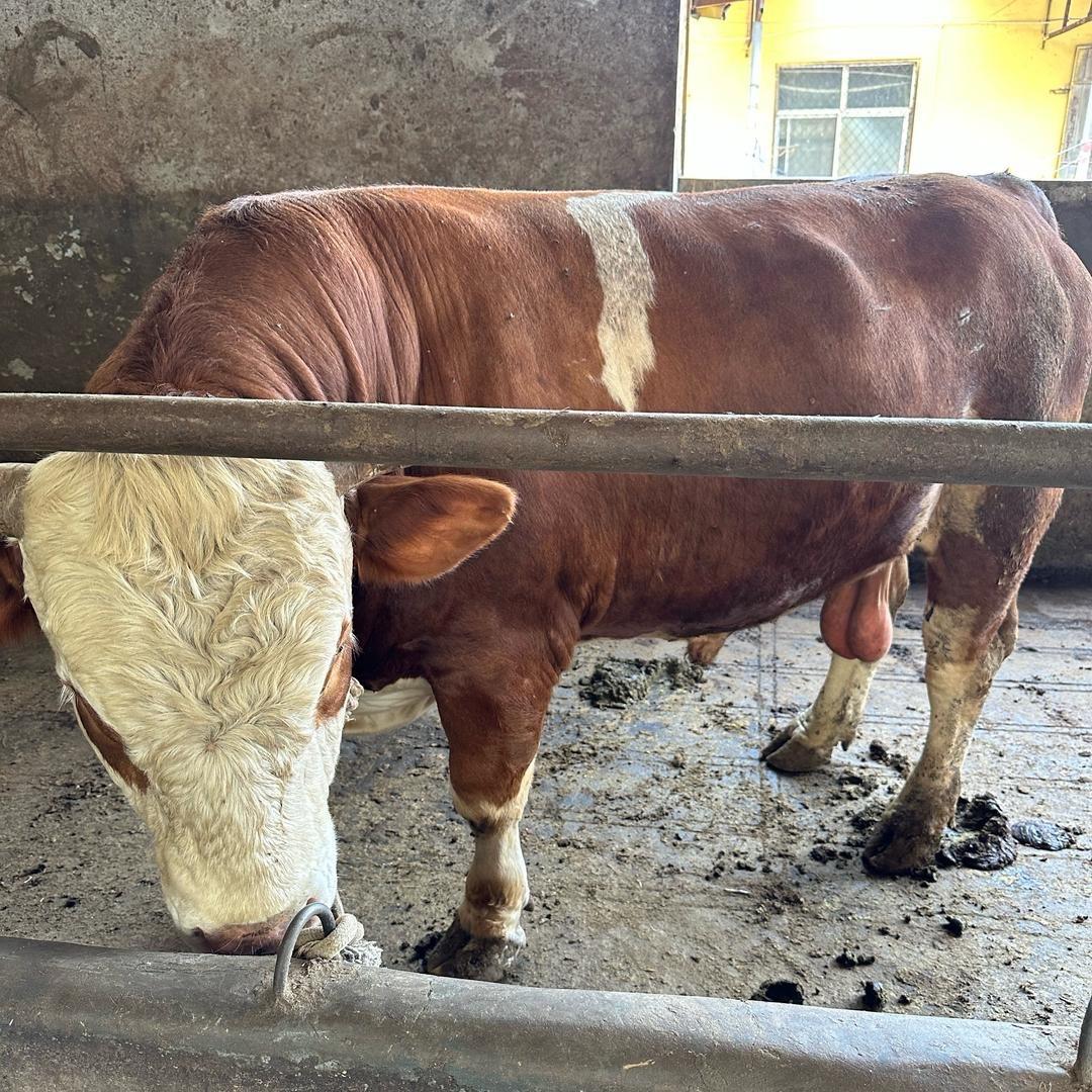 卖牛肉的小蒋家牛羊肉