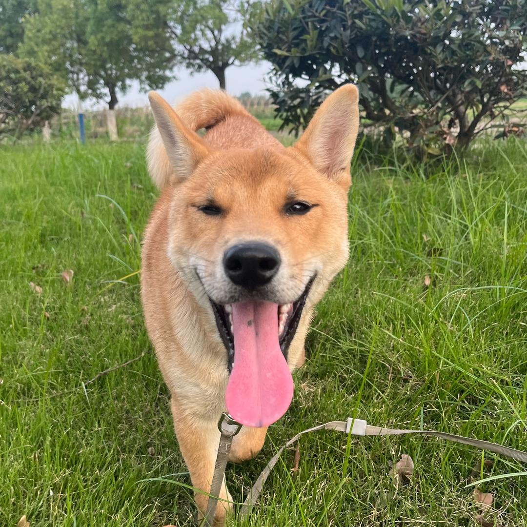 来福是只串串🐕