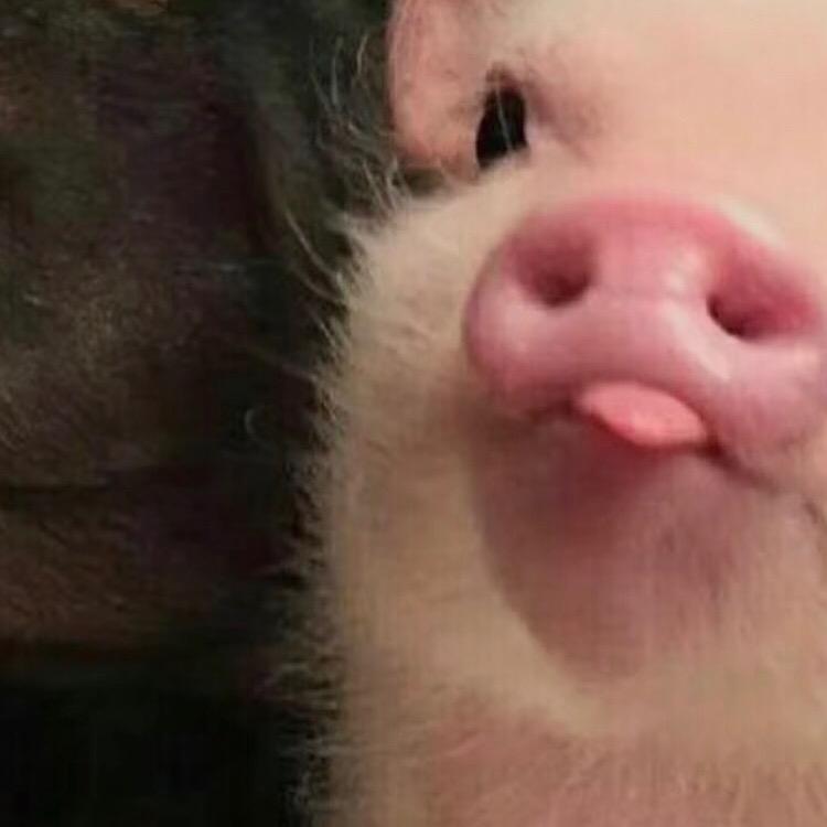 奶凶奶凶的🐷