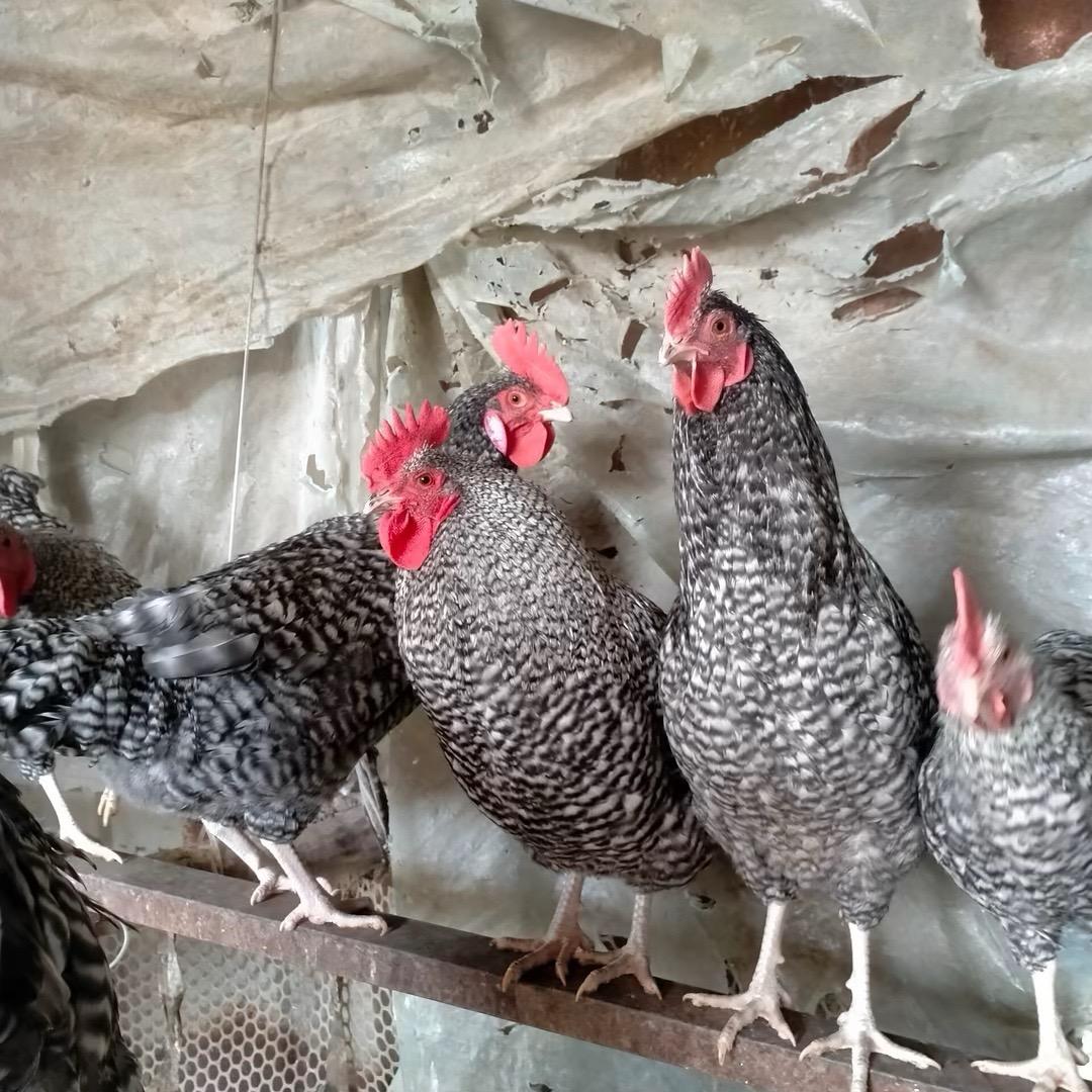 芦花鸡宠物中心